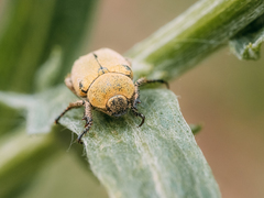 Hoplia parvula