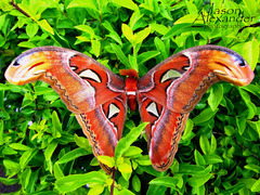 Attacus atlas