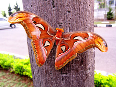 Attacus atlas