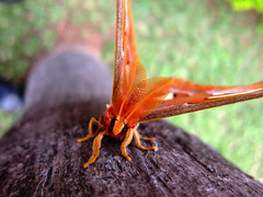 Attacus atlas