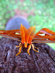 Attacus atlas