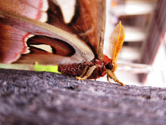 Attacus atlas