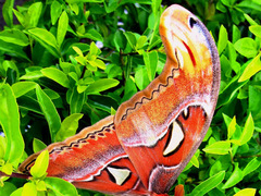 Attacus atlas