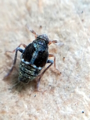 Megamelodes quadrimaculatus