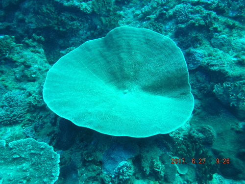Turbinaria mesenterina