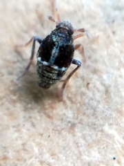 Megamelodes quadrimaculatus