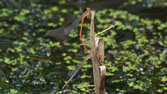 Ceriagrion aeruginosum