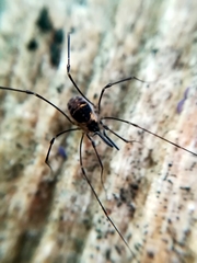 Mitostoma chrysomelas