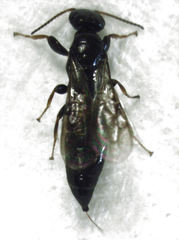 Sierola thorpei