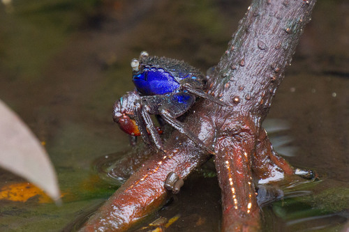 Parasesarma indiarum