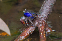 Parasesarma indiarum