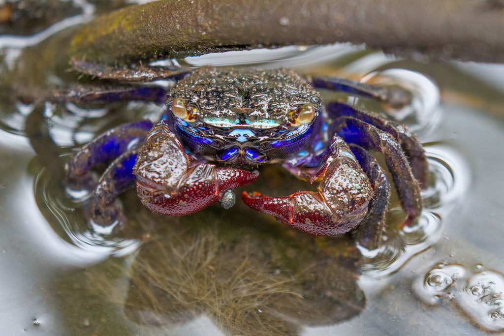 Sesarmid Marsh Crabs