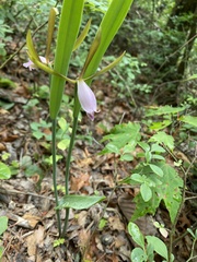 Cleistesiopsis bifaria