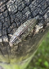 Texania campestris