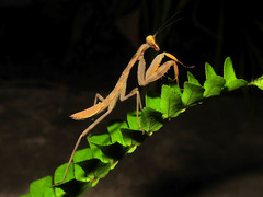 Hierodula patellifera