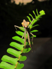 Hierodula patellifera