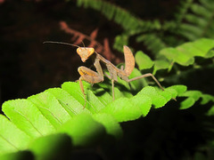 Hierodula patellifera