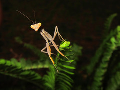 Hierodula patellifera