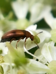 Anaspis maculata