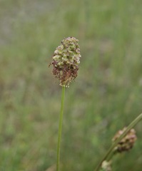 Sanguisorba minor