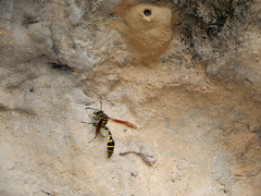 Phimenes flavopictus formosanus