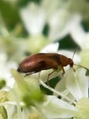 Anaspis maculata