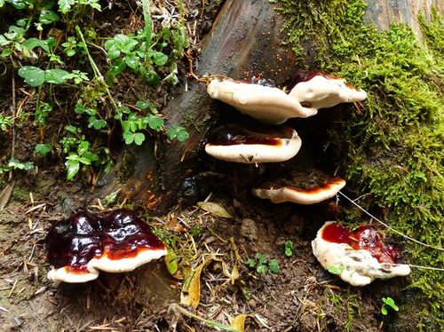 Ganoderma carnosum · iNaturalist