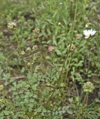 Sanguisorba minor