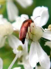 Anaspis maculata