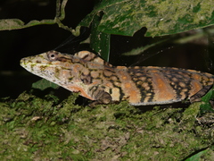 Decorated Anole photo 1
