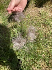 Pulsatilla vulgaris