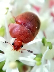 Cychramus luteus