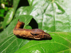 Eupanacra elegantulus