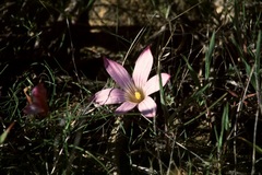 Romulea schlechteri