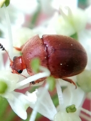 Cychramus luteus