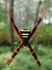 Argiope reinwardti