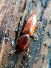 Rhizophagus depressus