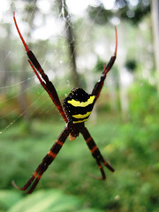 Argiope reinwardti