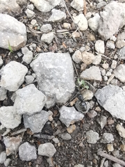 Liometopum apiculatum