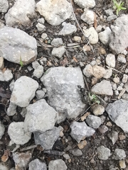 Liometopum apiculatum