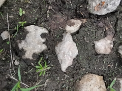 Liometopum apiculatum