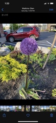 Allium giganteum