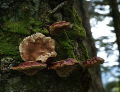 Ganoderma carnosum