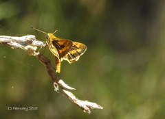 Ocybadistes walkeri sothis