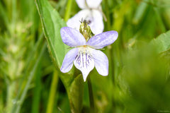Viola lactea