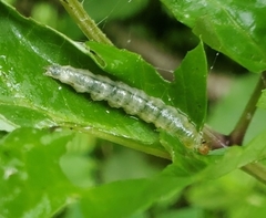 Pantographa limata