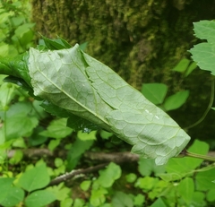 Pantographa limata
