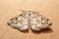 Cleorodes lichenaria