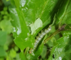 Pantographa limata
