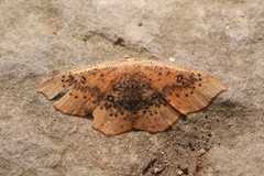 Cyclophora lennigiaria